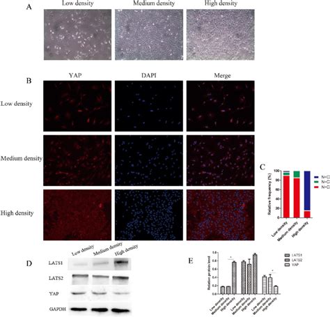 Yap Localization And The Hippo Pathway Are Regulated By Nucleus