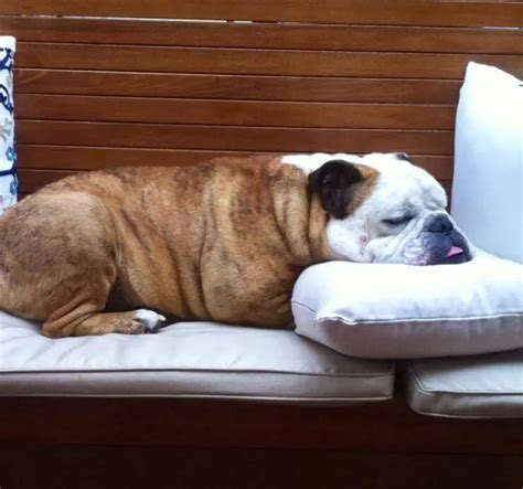 15 Funny Pictures Of Sleeping English Bulldogs - ilovedogscute.com