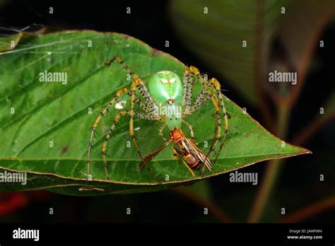 A Green Lynx Spider With Babies Peucetia Viridans Preying On A Paper