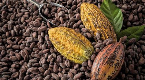 Plan De Formación De La Red Científica Y Tecnológica De Cacao Llega A