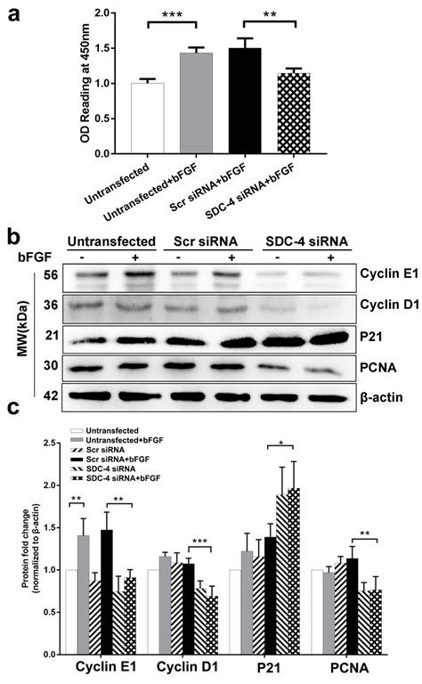 Supplementary Figure Downregulation Of Sdc Suppressed Fgf Induced