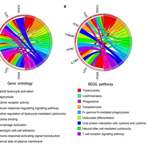 FIGURE E Chord Diagram For Enrichment Analysis Of Hub Genes A B GO