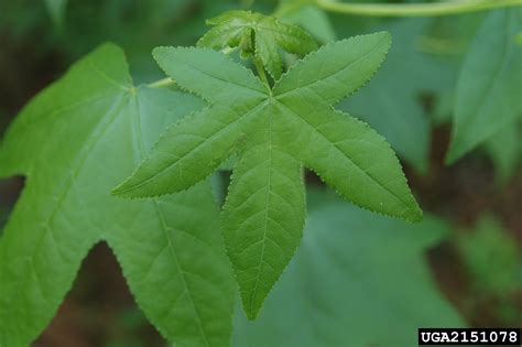 Sweetgum Liquidambar Styraciflua Hamamelidales Hamamelidaceae 2151078