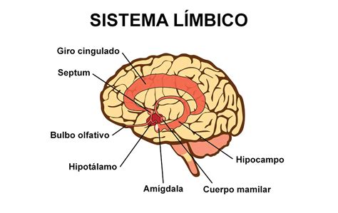 Sistema límbico definición anatomía estructuras y funciones