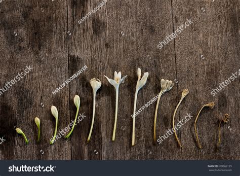 Cycle Flower Life Wooden Background Stock Photo 609869129 | Shutterstock