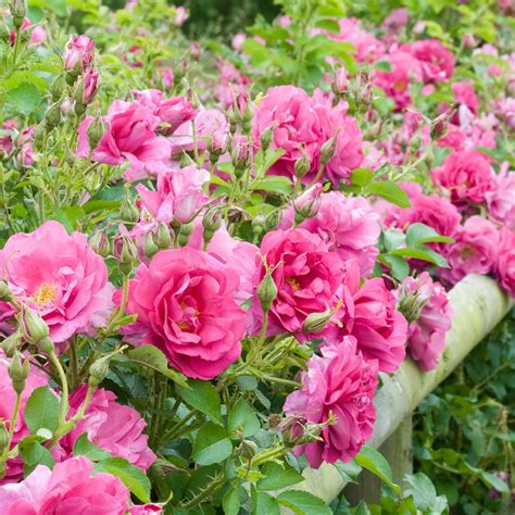 Wild Edric | English Shrub Rose | David Austin Roses