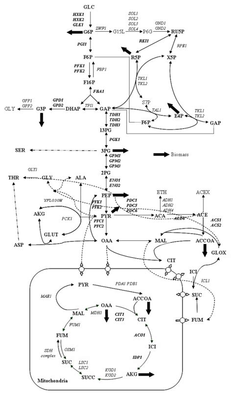 Schematic Overview Of The Saccharomyces Cerevisiae Central Carbon Download Scientific Diagram