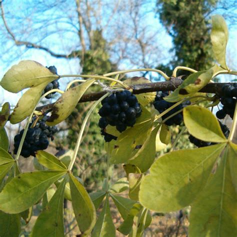 Tonico Adattogeno BOTANICALS IL PORTALE SULL UTILIZZO DELLE PIANTE