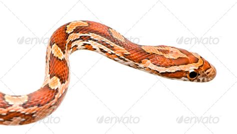 Corn Snake Stock Photo By Lifeonwhite Photodune