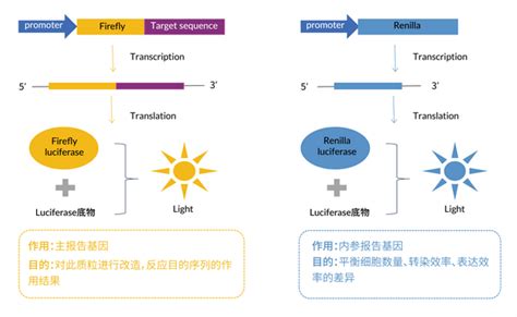 一文解读双荧光素酶报告基因检测系统！ 知乎