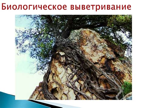 Что изучает география? Географические объекты, процессы и явления ...