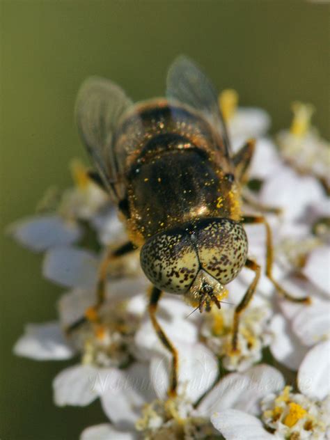 Photo Nature Lilliputienne Macrophotographies Eristalinus