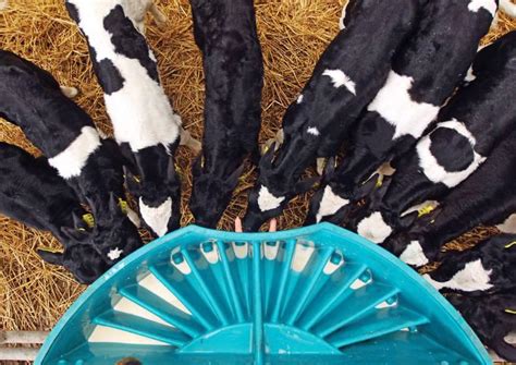 A Beginners Guide To Calf Rearing 23 February 2017 Premium