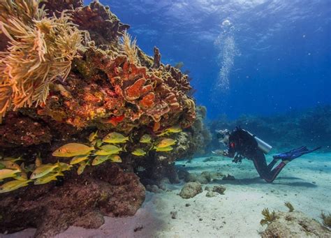 Coral Facts Southeast Florida Coral Reef Initiative