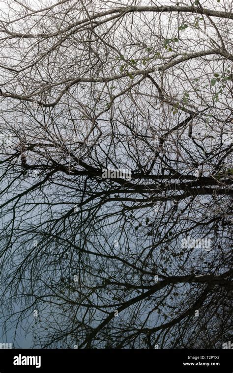 Branches Of A Tree Reflected In The Water Stock Photo Alamy