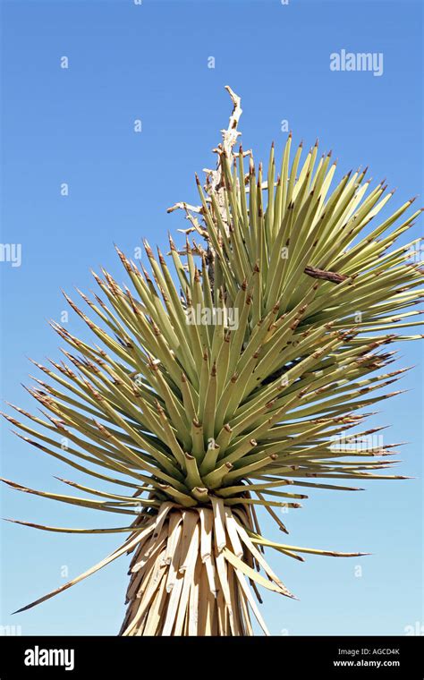 The Joshua Tree Yucca Brevifolia Stock Photo Alamy