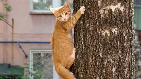 Climbing Orange Tree At Ernesttrobertso Blog