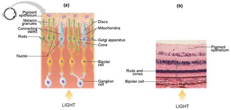 Vision Anatomy And Physiology I