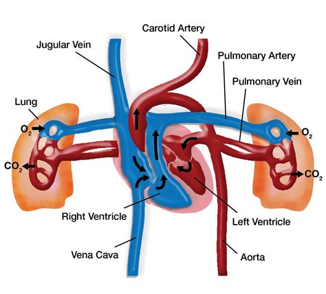 Blood Flow Through The Heart And Lungs Diagram Pulmonary Cir