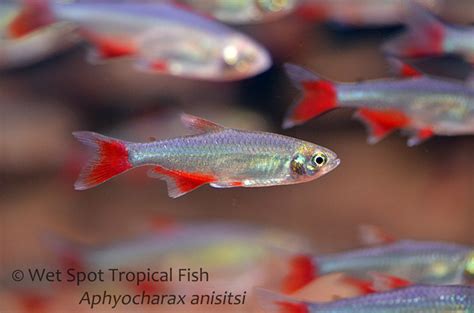 Aphyocharax Anisitsi Tropical Freshwater Fish For Sale Online