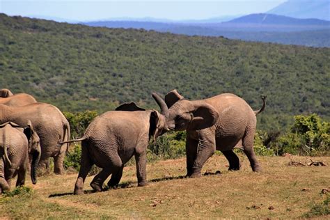 地面に立っている2つの黒象、 象、 アフリカのブッシュゾウ、 アフリカ、 荒野、 国立公園、 サファリ、 動物、 若い象、 風景、 動物