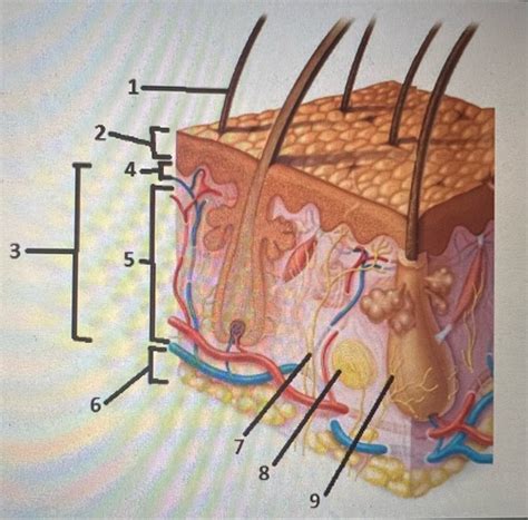 Integumentary System Flashcards Quizlet