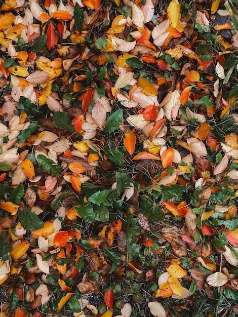 Premium Photo Fallen Colorful Bright Autumn Leaves Vertical Photo