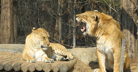 Most Terrifying & Amazing Creatures on Earth....: Amazing Liger (Rare ...