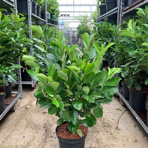 Cherry Laurel Hedging Plants For Sale Prunus Rotundifolia Delivery