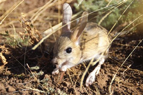 Long-eared Jerboa Facts - CRITTERFACTS