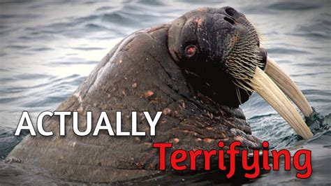 Walrus Are Terrifying Heres Why Youtube