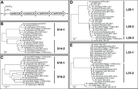 AltRPs In Mycobacteria A Organization Of The Conserved Mycobacterial