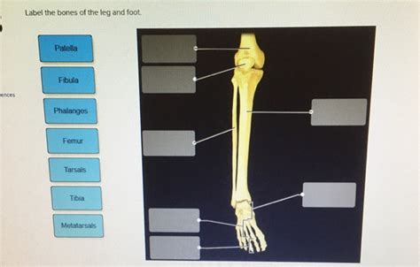 Solved Label The Bones Of The Leg And Foot Patella Fibula Chegg