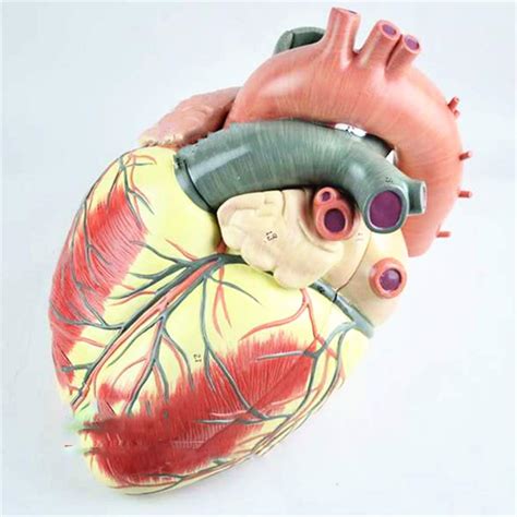 Buy LCTS Human Heart Anatomy Model, 3 Times The Size of A Real Human ...