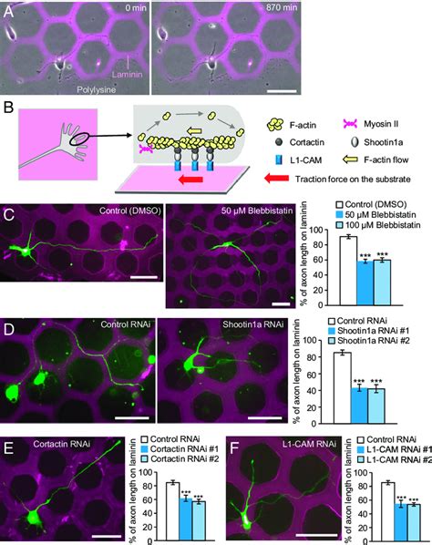 Involvement Of F Actin Retrograde Flow Shootin1a Cortactin And