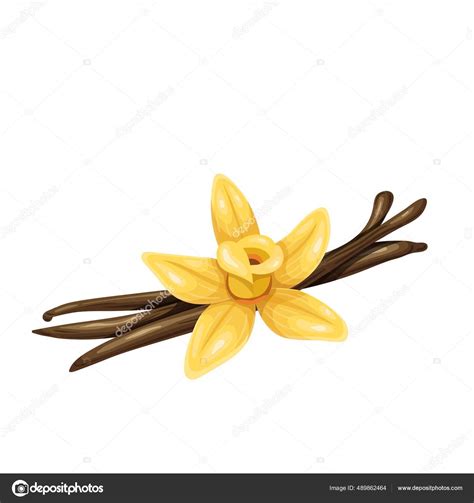 Vanilla Vector Illustration Stock Vector By Tory 489862464