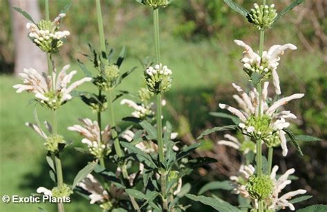 Leonotis Leonurus White Lion Ear Lion Tail Wild Dagga Seeds