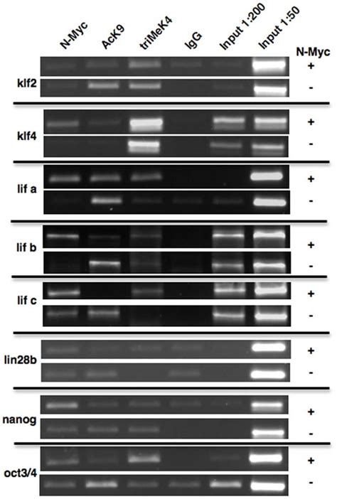 Chromatin Immunoprecipitation Chip Assays Indicate That N Myc