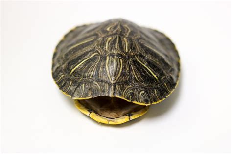 Turtle Shell