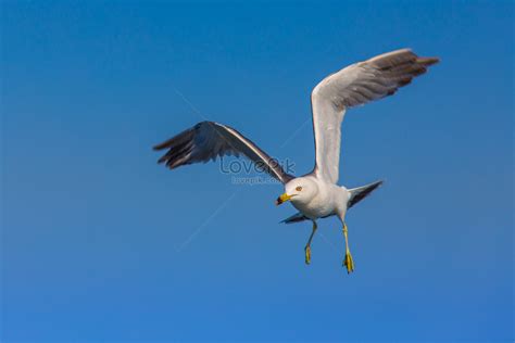 Gull Flying