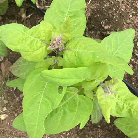 Ruby Gold Orach Seeds — Annapolis Seeds