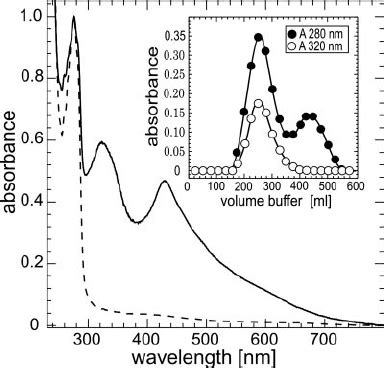 Uv Visible Spectra Of Monomeric Apo Dashed Line And Dimeric Holo