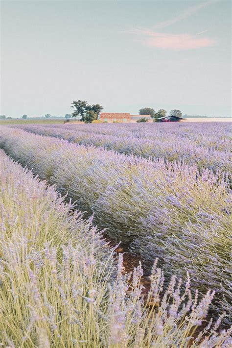 Best Lavender Captions For Instagram Short Quotes