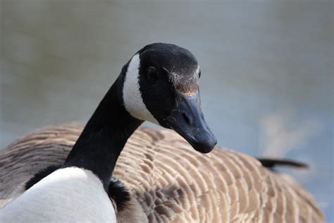 2560x1440 Wallpaper Black And Brown Duck Peakpx