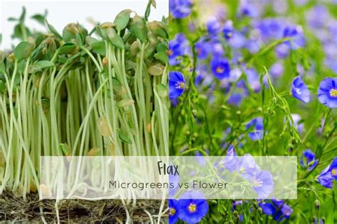 Flax Linum Usitatissimum Microgreens Corner