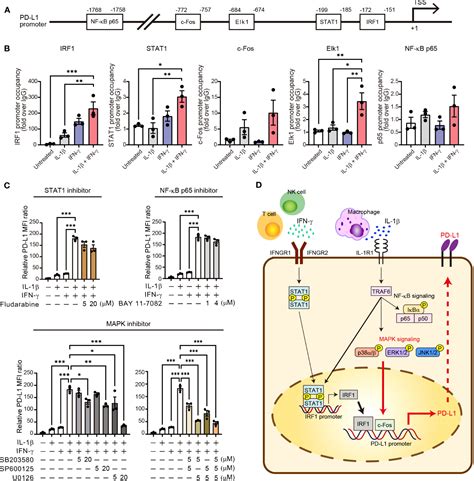 Frontiers Regulation Of Pd L1 Expression In Nonsmall Cell Lung