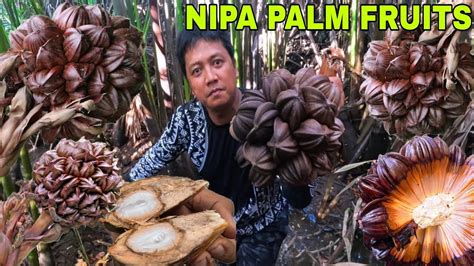 Nipa Palm Fruits Harvest Masarap Pala Lasang Buko Youtube