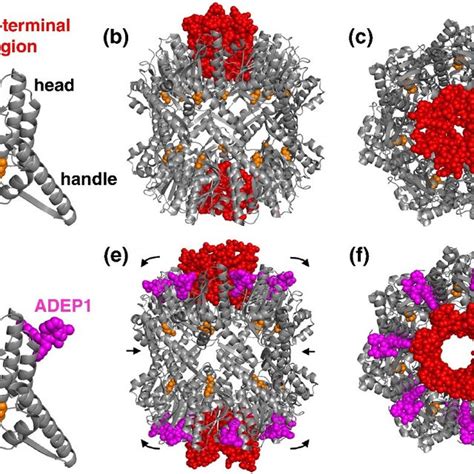 X Ray Structure Of Inactive And Active ClpP A Inactive ClpP