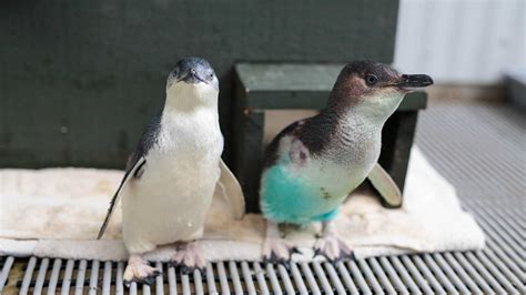 Little Blue Penguin / Korora | New Zealand Native Birds | Auckland Zoo