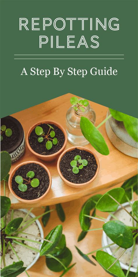 When And How To Replant A Pilea Plant A Step By Step Guide Artofit